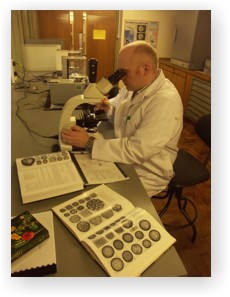 Palynology involves examining pollen grains through a micsoscope to identify their types
