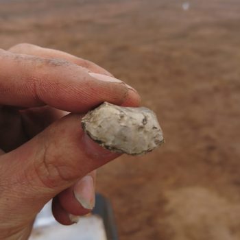 We're also discovering chipped flint artefacts such as this flint scraper.