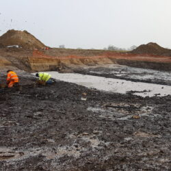 Removal of the Mesolithic soil to expose the timber platform. © Copyright ARS Ltd