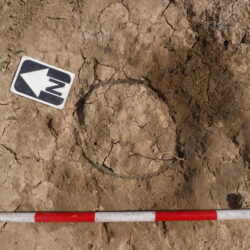 Cremation 5 prior to excavation showing the rim of the collared urn (scale = 0.5m). © Copyright ARS Ltd