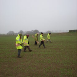 Fieldwalkers spaced 2m apart each scanning the ground 1m either side of them ensures that 100% of the field is covered. © Copyright ARS Ltd