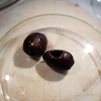 Hazelnut shell showing gnaw marks (right)