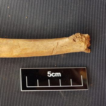 Hack marks visible on this rib bone suggest that the animals were being dismembered.