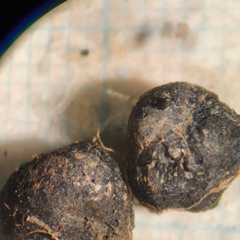 Charred peas from the palaeoenvironmental assemblage. © Copyright ARS Ltd 2020