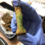 On today’s #FindsFriday, we have this green finger we carefully and sensitively recovered from an excavation. Upon seeing the discolouration, our archaeologists guessed that we might find some kind of copper jewellery, because when copper degrades, it leaves behind this radioactive green colour on whatever it touches. A copper ring was found shortly after. © Copyright ARS Ltd 2022