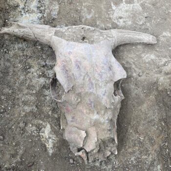 Another skull (the twentieth!) © ARS Ltd 2023