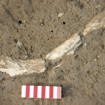 A piece of broken antler recovered from the near the upper fill of the outer enclosure ditch © Copyright ARS Ltd 2023